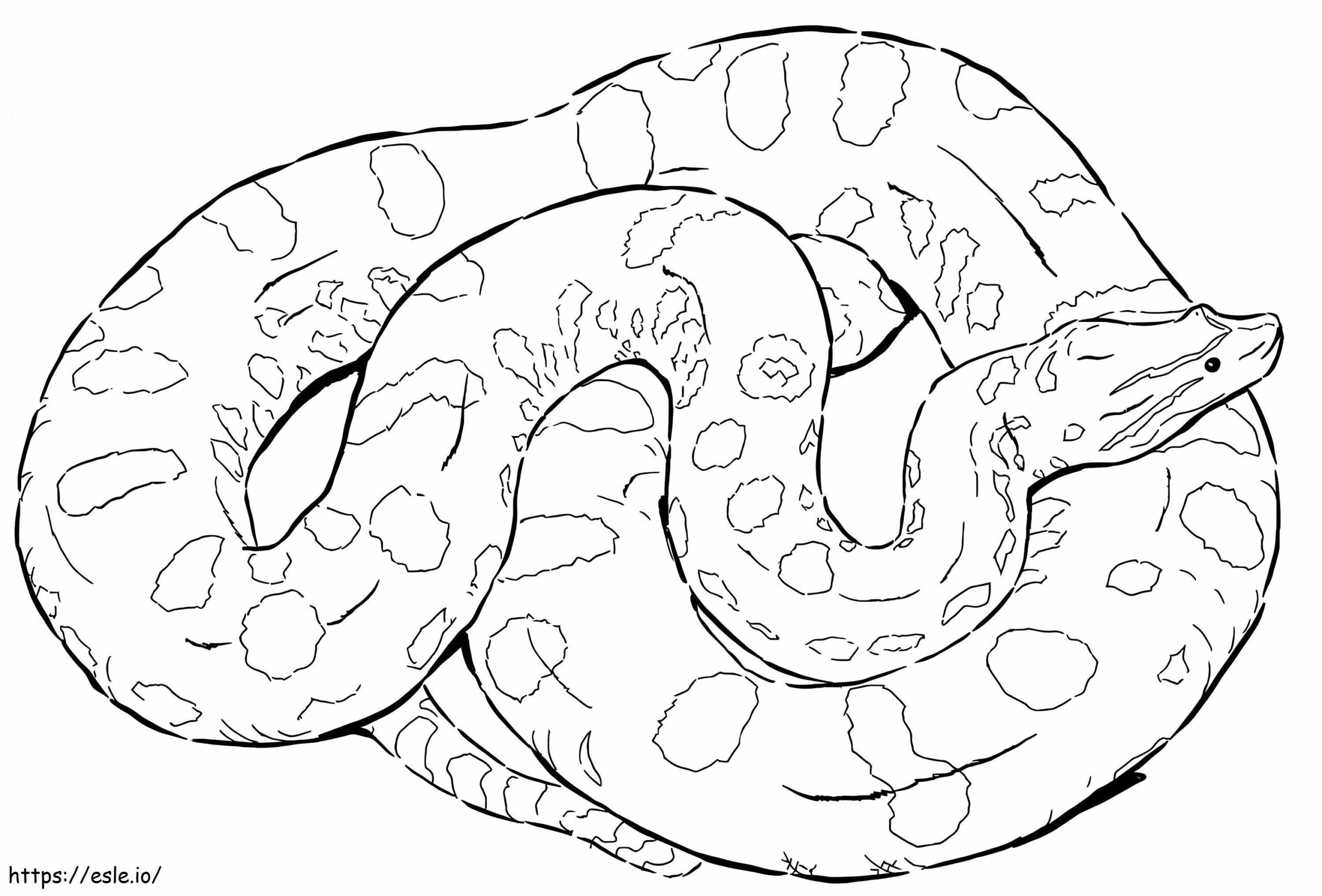 A Green Anaconda Coloring Page