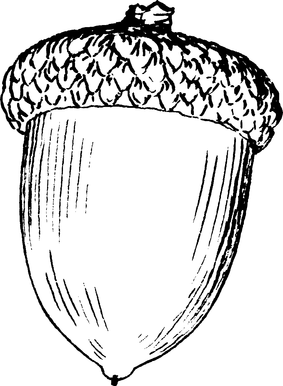 Acorn Coloring Pages To Download And Print For Free