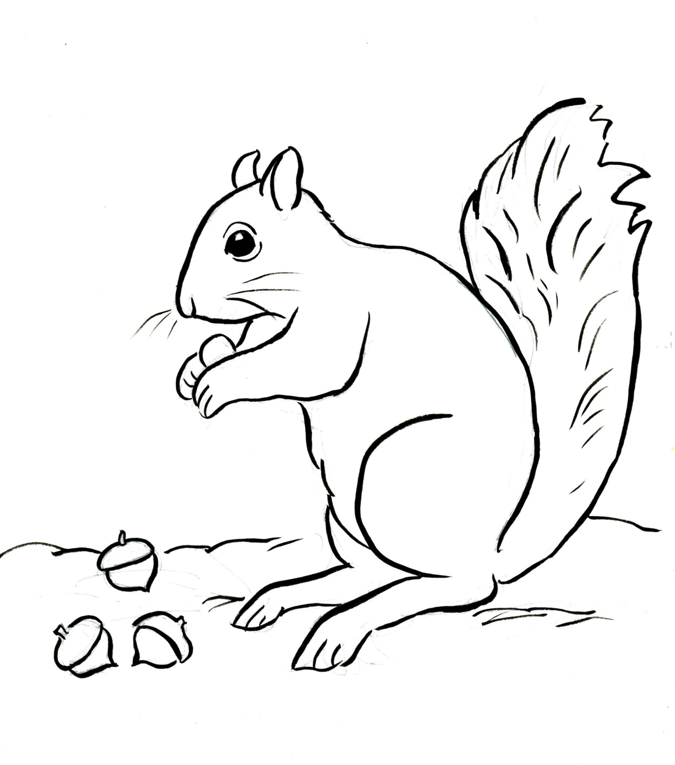 Acorn Coloring Pages To Print Coloring Pages Ideas