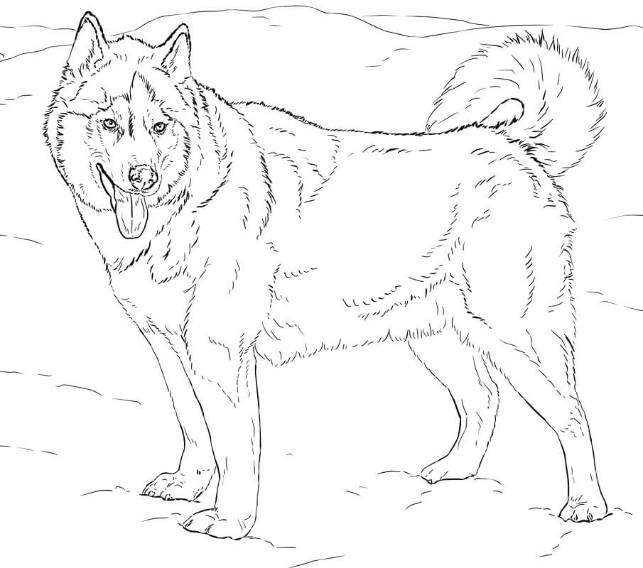 Alaskan Husky Coloring Page Free Printable Coloring Pages For Kids