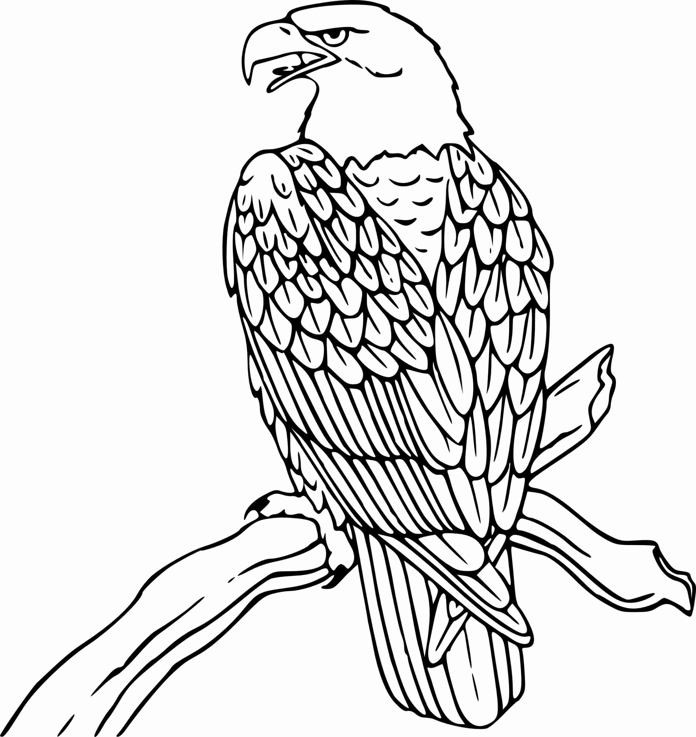 American Bald Eagle Coloring Page