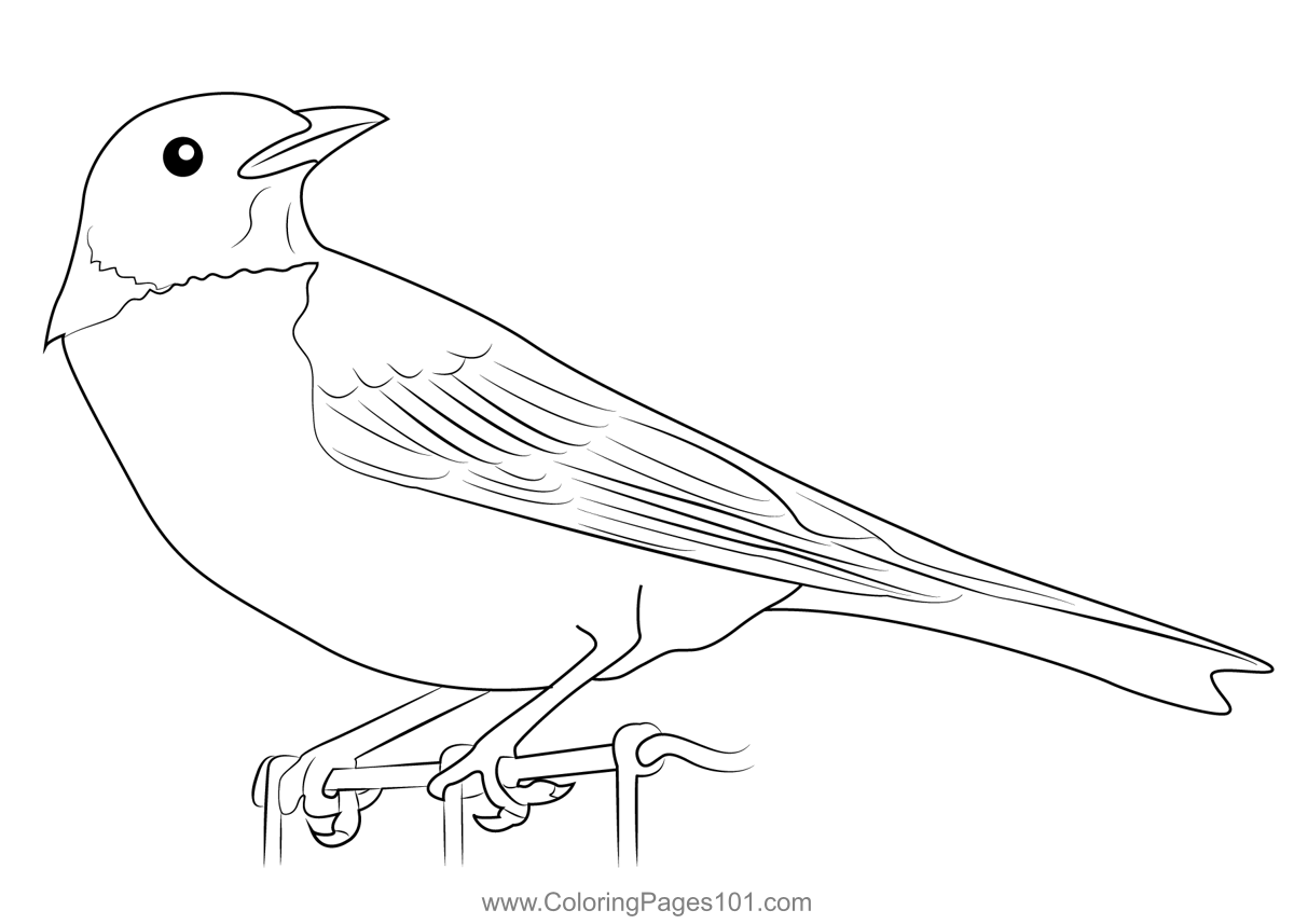 American Robin 12 Coloring Page For Kids Free Thrushes Printable Coloring Pages Online For