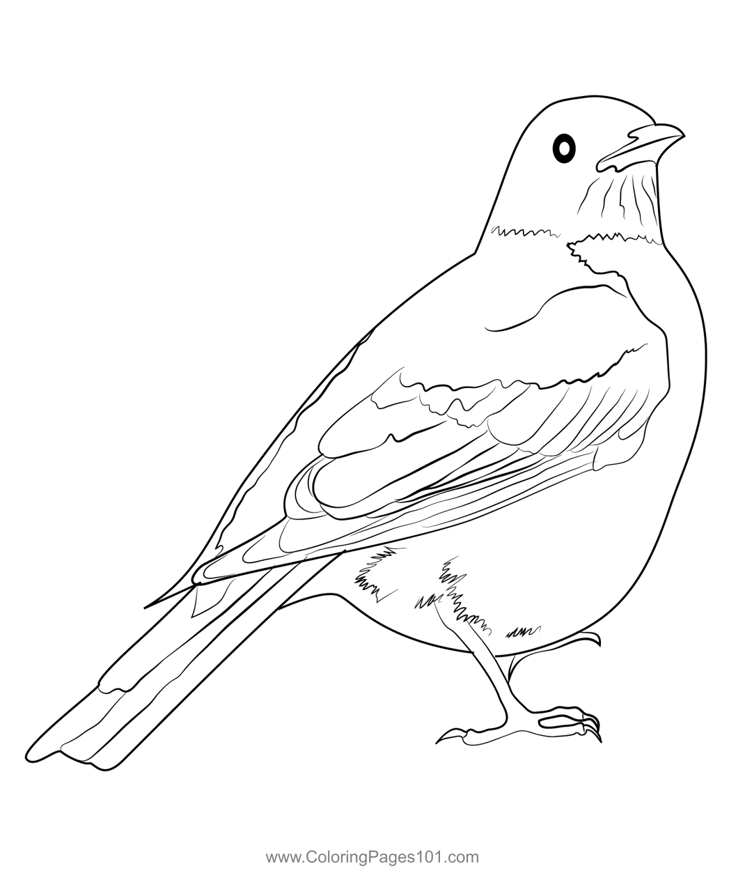 American Robin 4 Coloring Page For Kids Free Thrushes Printable Coloring Pages Online For Kids