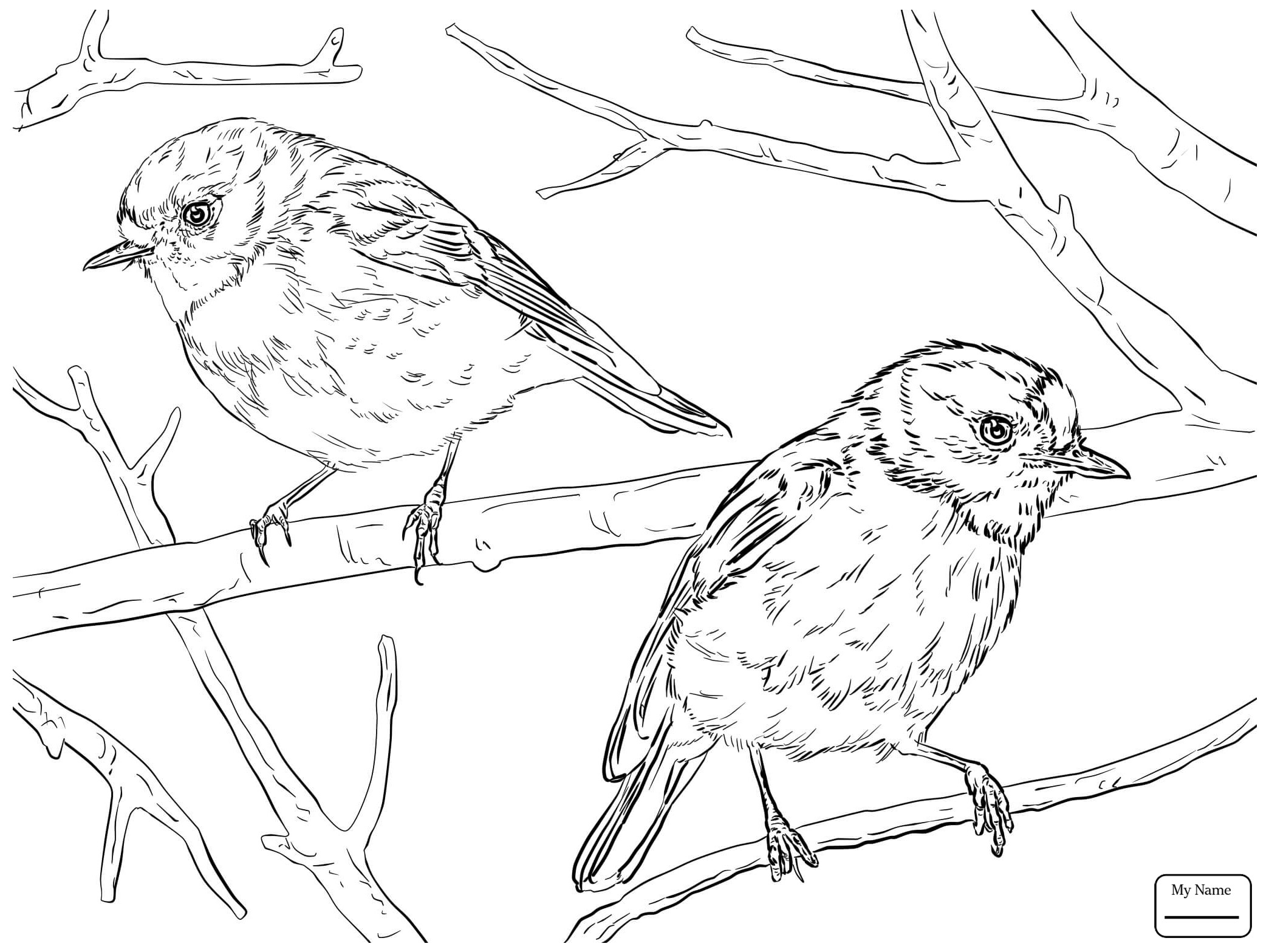 American Robin Coloring Page