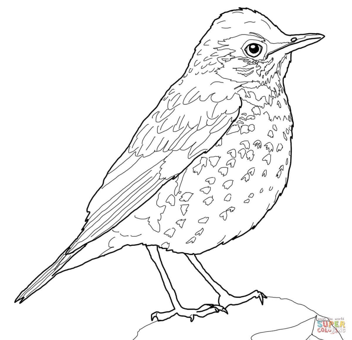 American Robin Coloring Page At GetDrawings Free Download