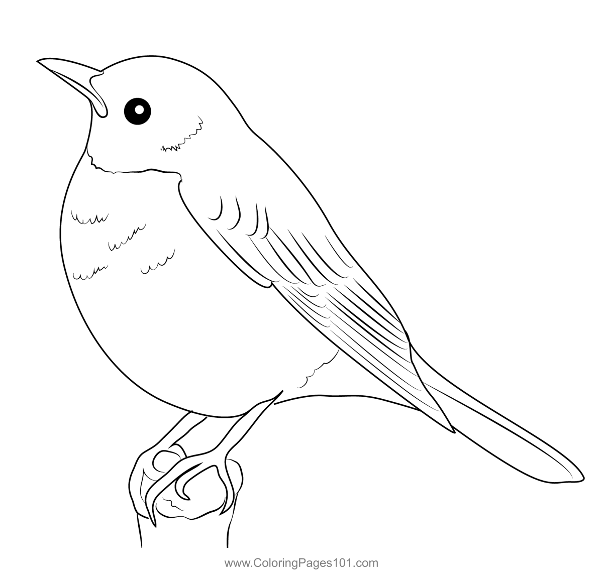 American Robin Coloring Page For Kids Free Thrushes Printable Coloring Pages Online For Kids