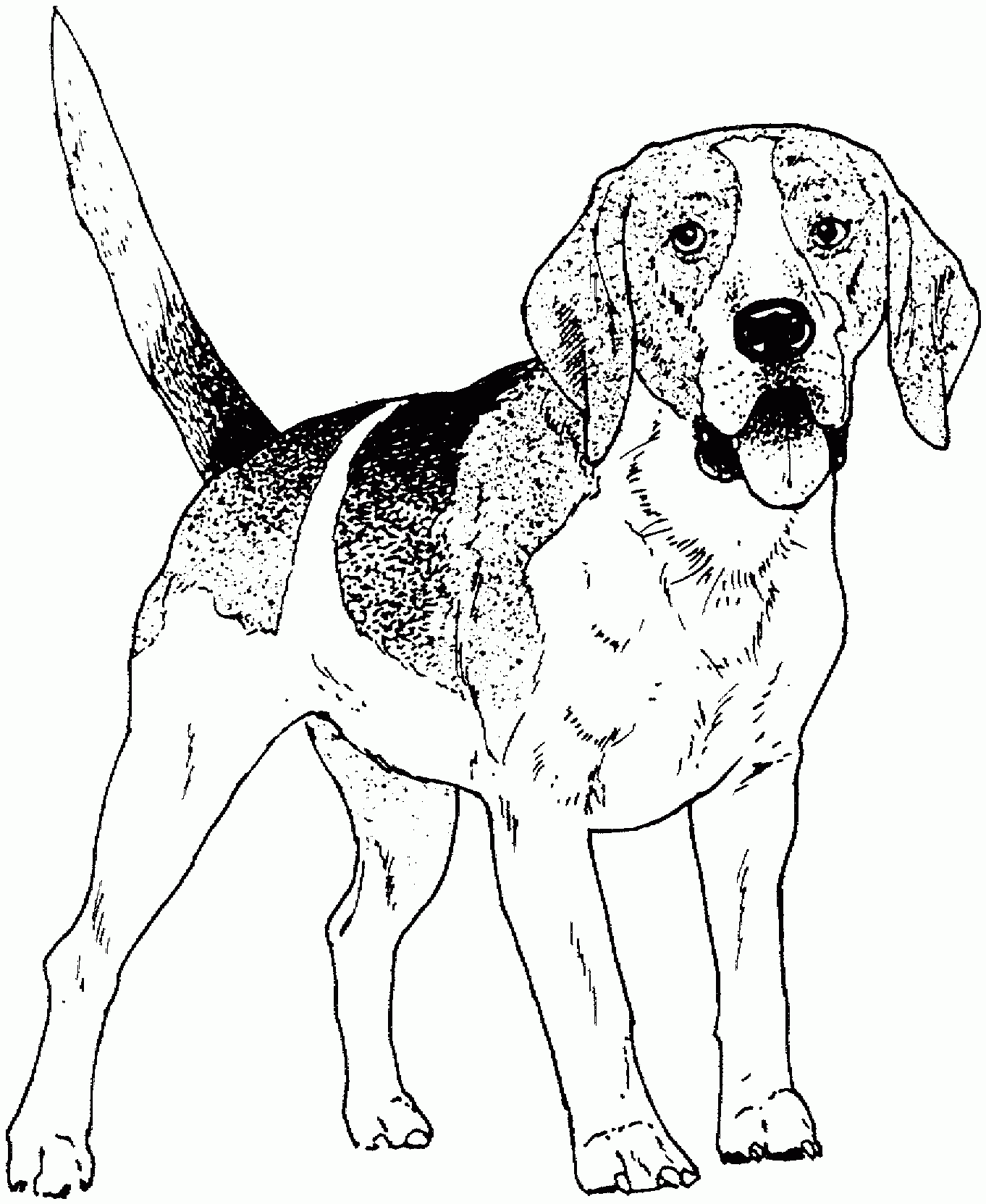 Beagle Dog Coloring Pages Beagle Coloring Page Free Printable Coloring Pages Therese Dooley