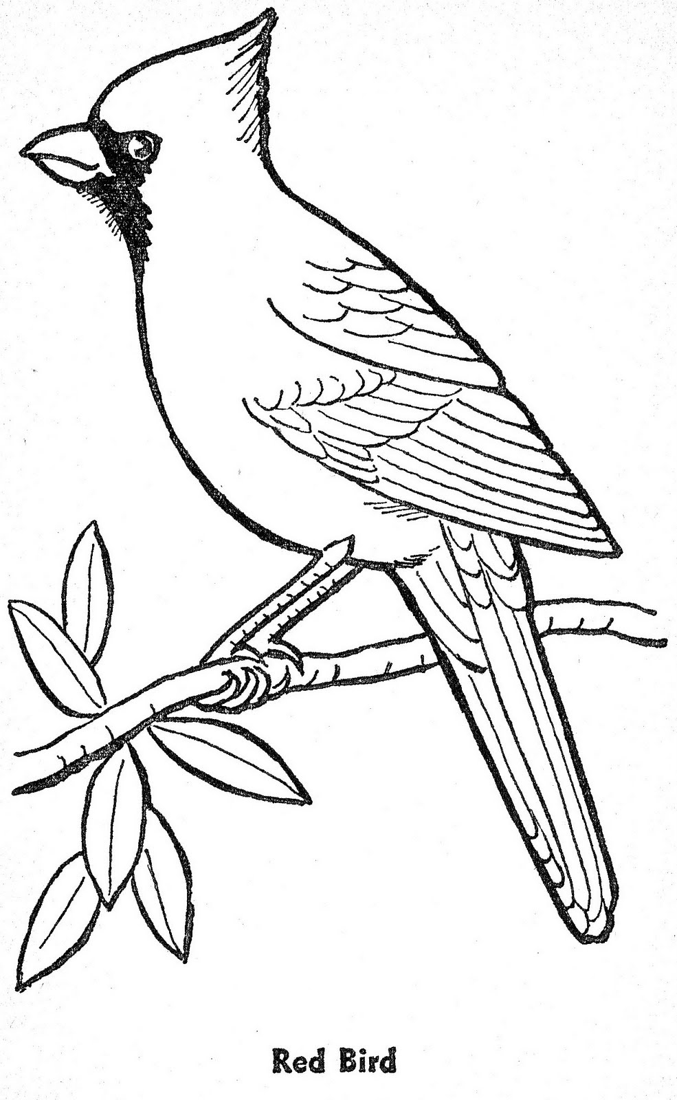 Cardinal Coloring Download Cardinal Coloring For Free 2019
