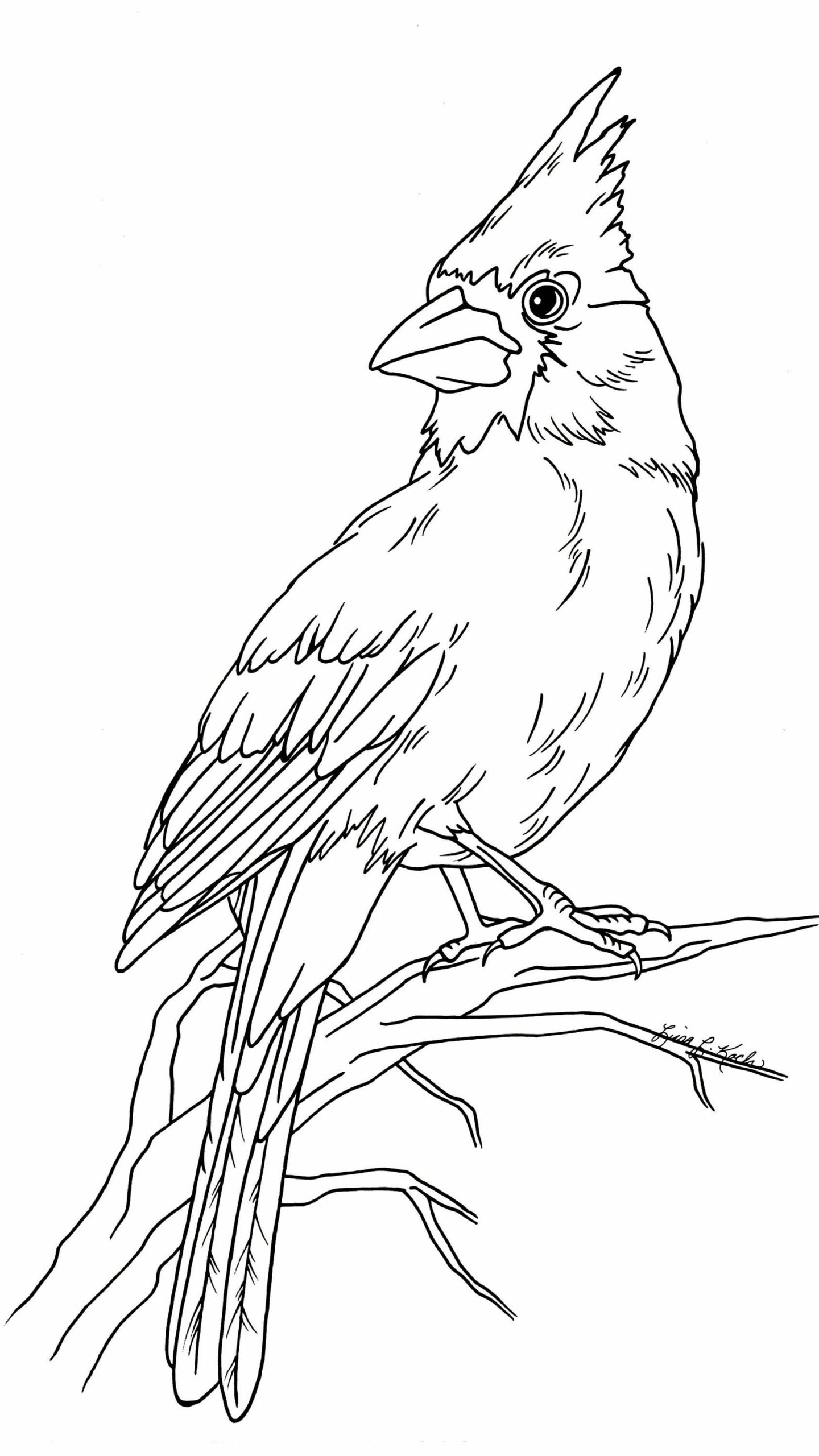 Cardinal Coloring Page Etsy