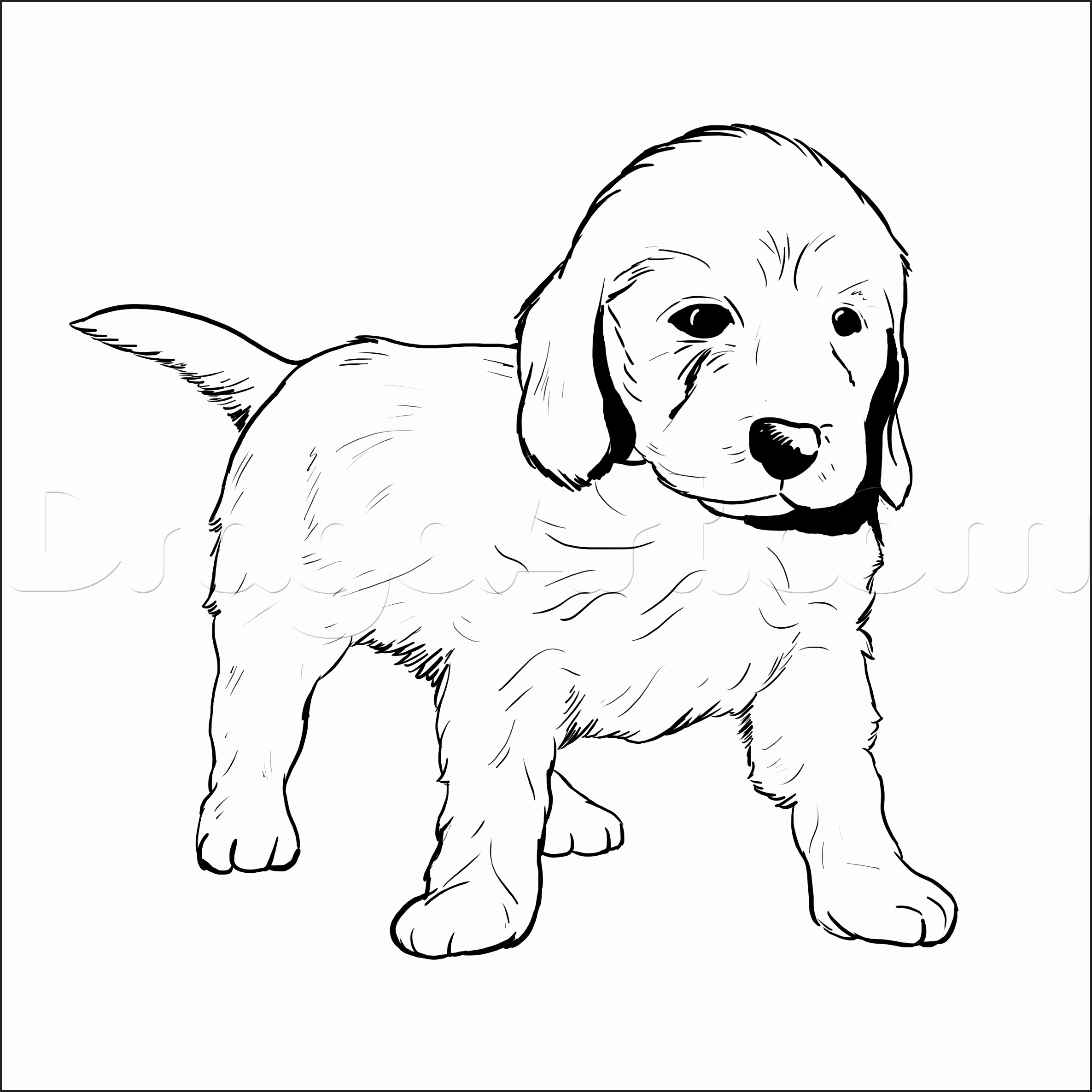 Coloring Pages Of Golden Retriever Puppies At GetDrawings Free Download