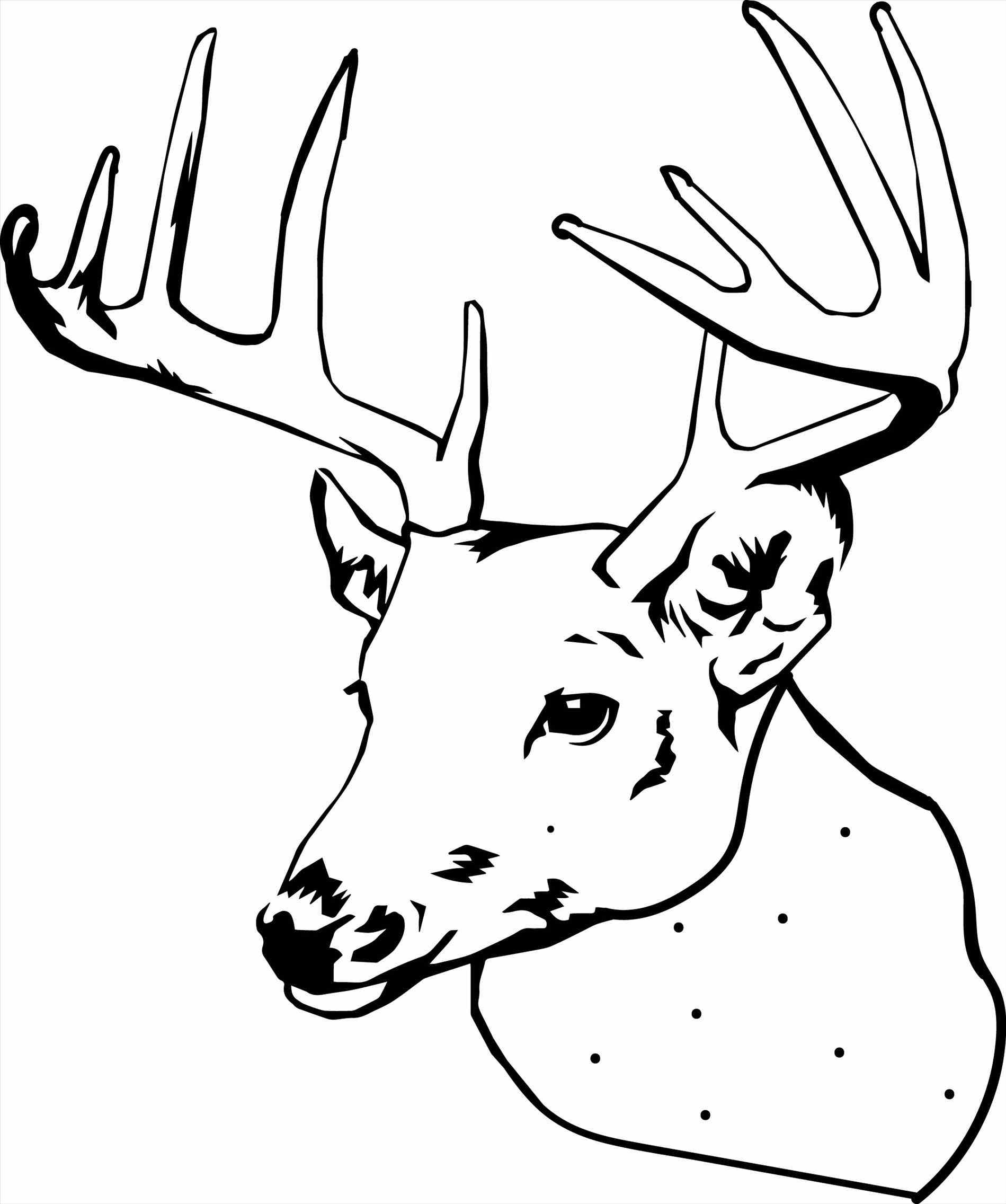 Coloring Pages Of Realistic Deer Red Deer Coloring Pages Download And Print For Free Best