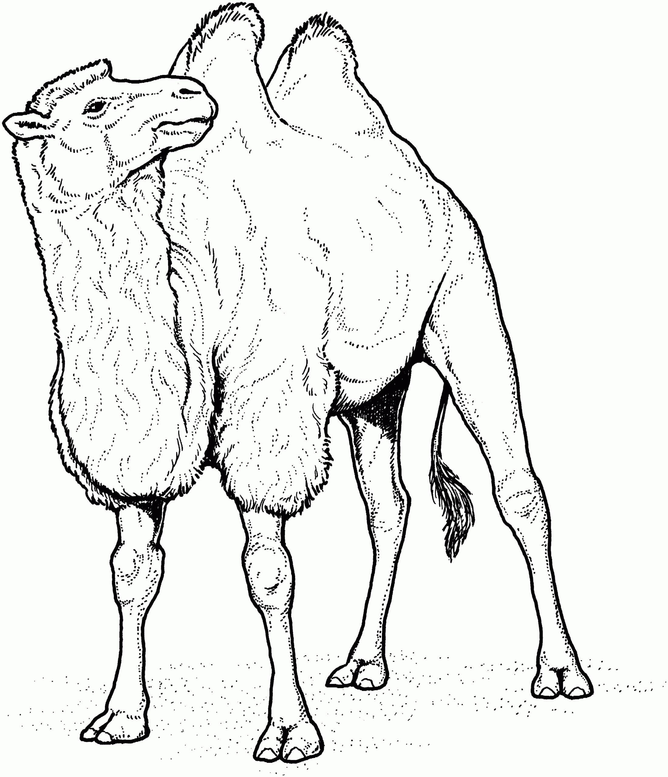 Camel Coloring Page