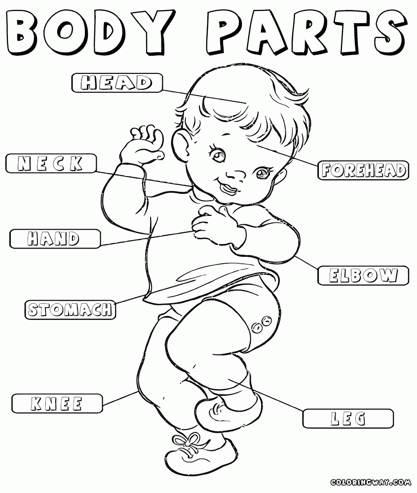 Free Download Body Parts Coloring Pages For Preschool