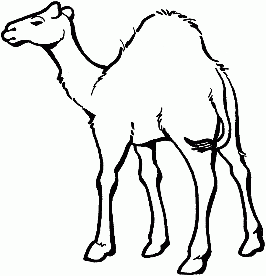 Free Printable Camel Coloring Pages For Kids
