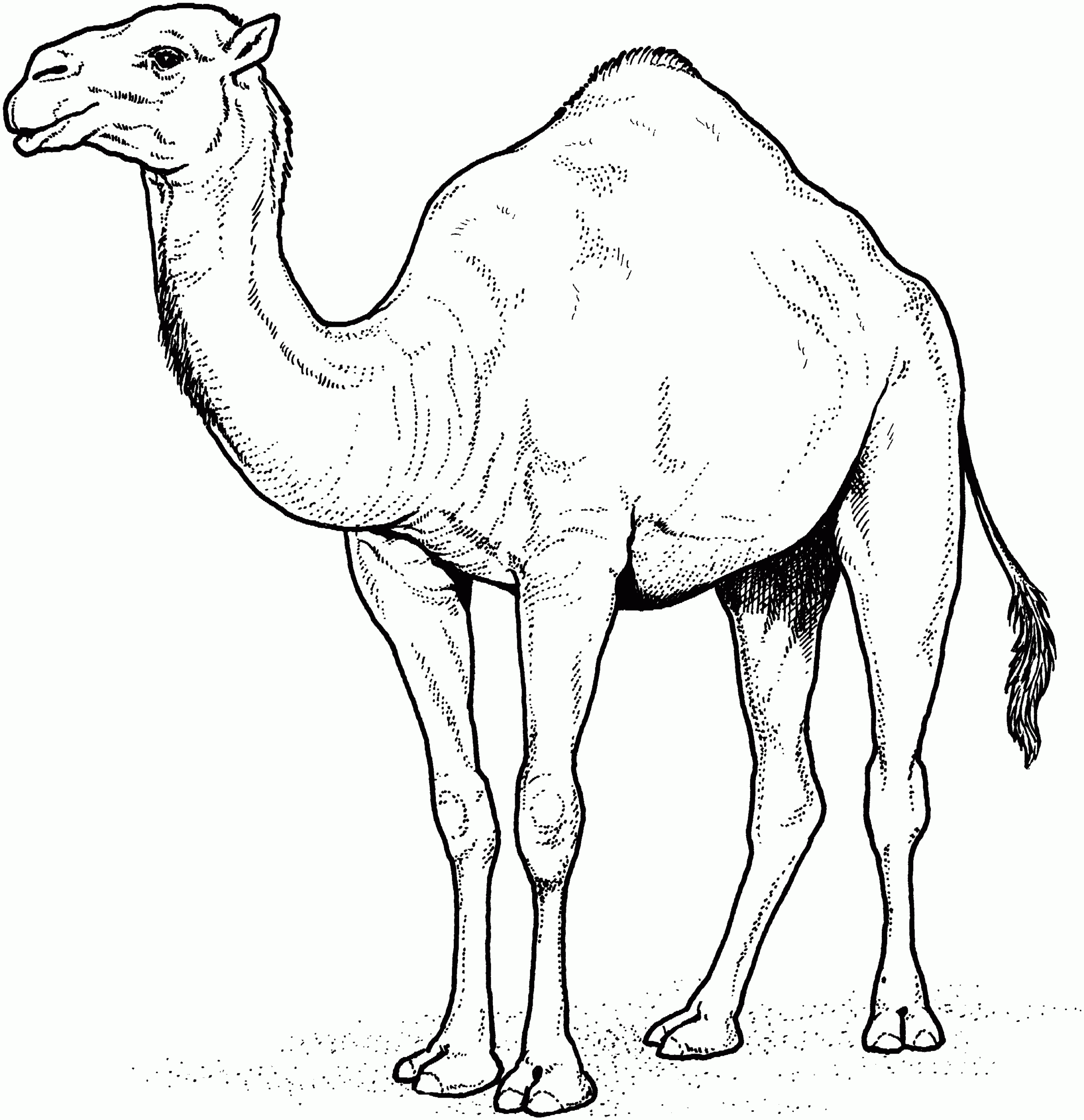 Free Printable Camel Coloring Pages For Kids