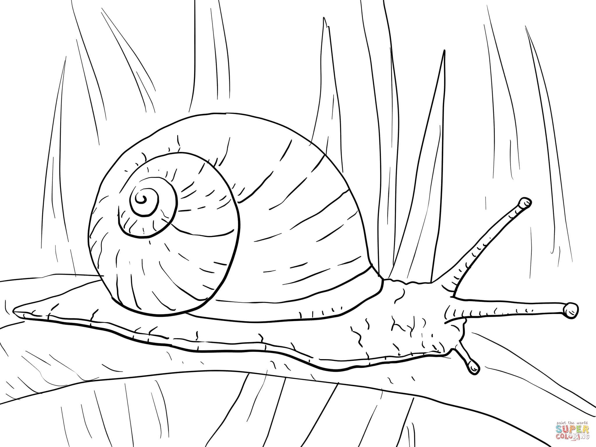 Free Printable Snail Coloring Pages PatienceilBruce