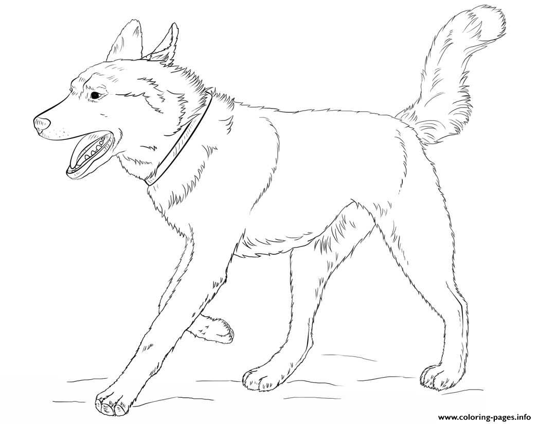 Husky Dog Realistic Coloring Page Printable