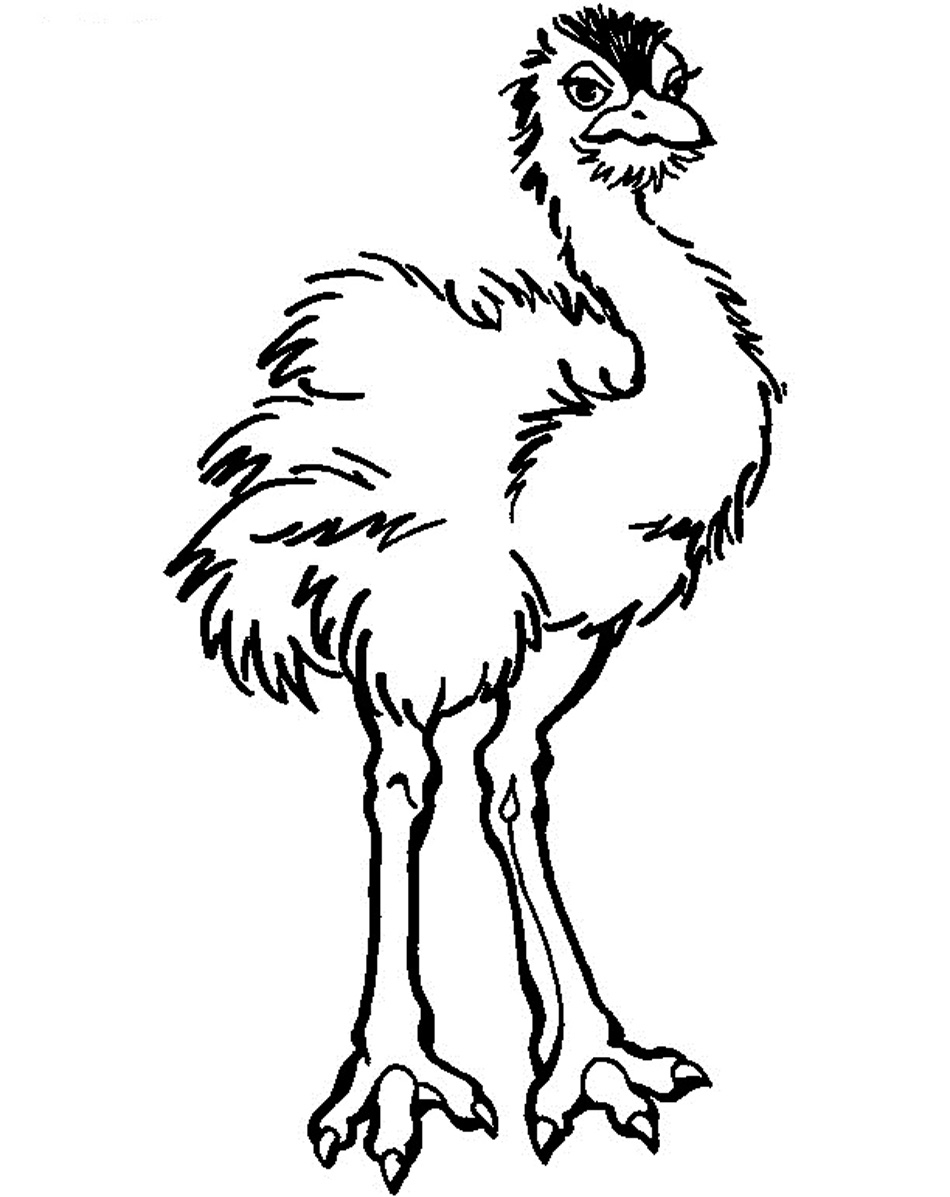 Ostrich Coloring Pages Kidsuki