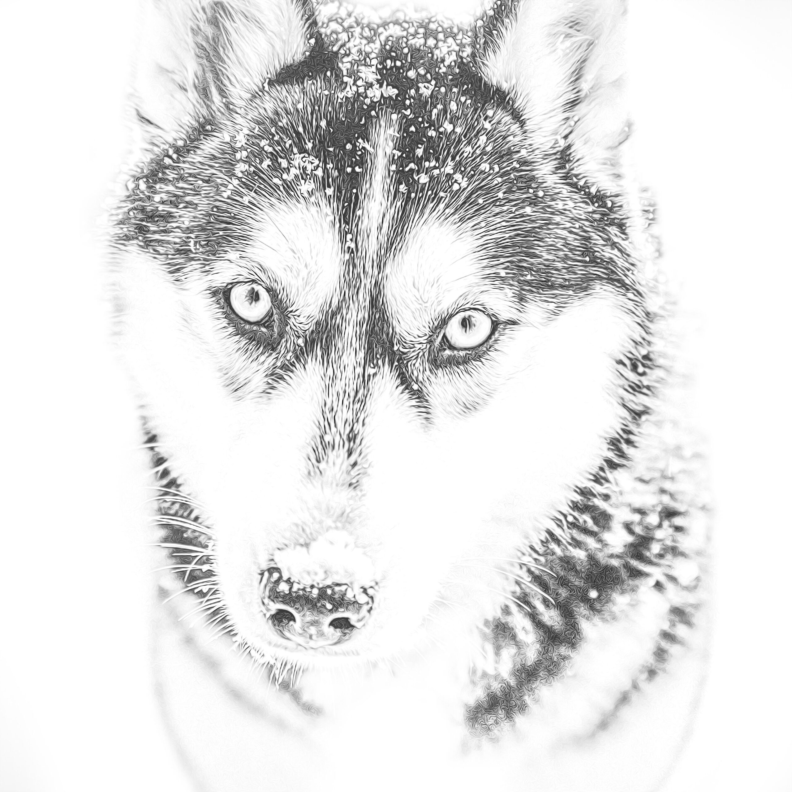 Realistic Husky Coloring Pages Sketch Coloring Page