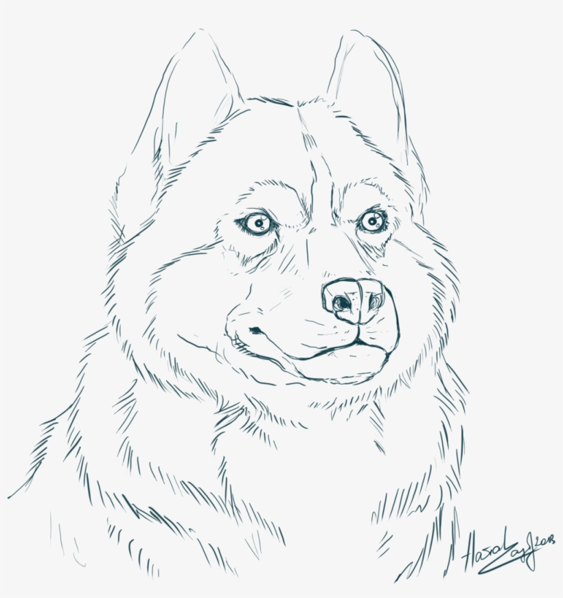 Realistic Husky Coloring Pages Sketch Coloring Page