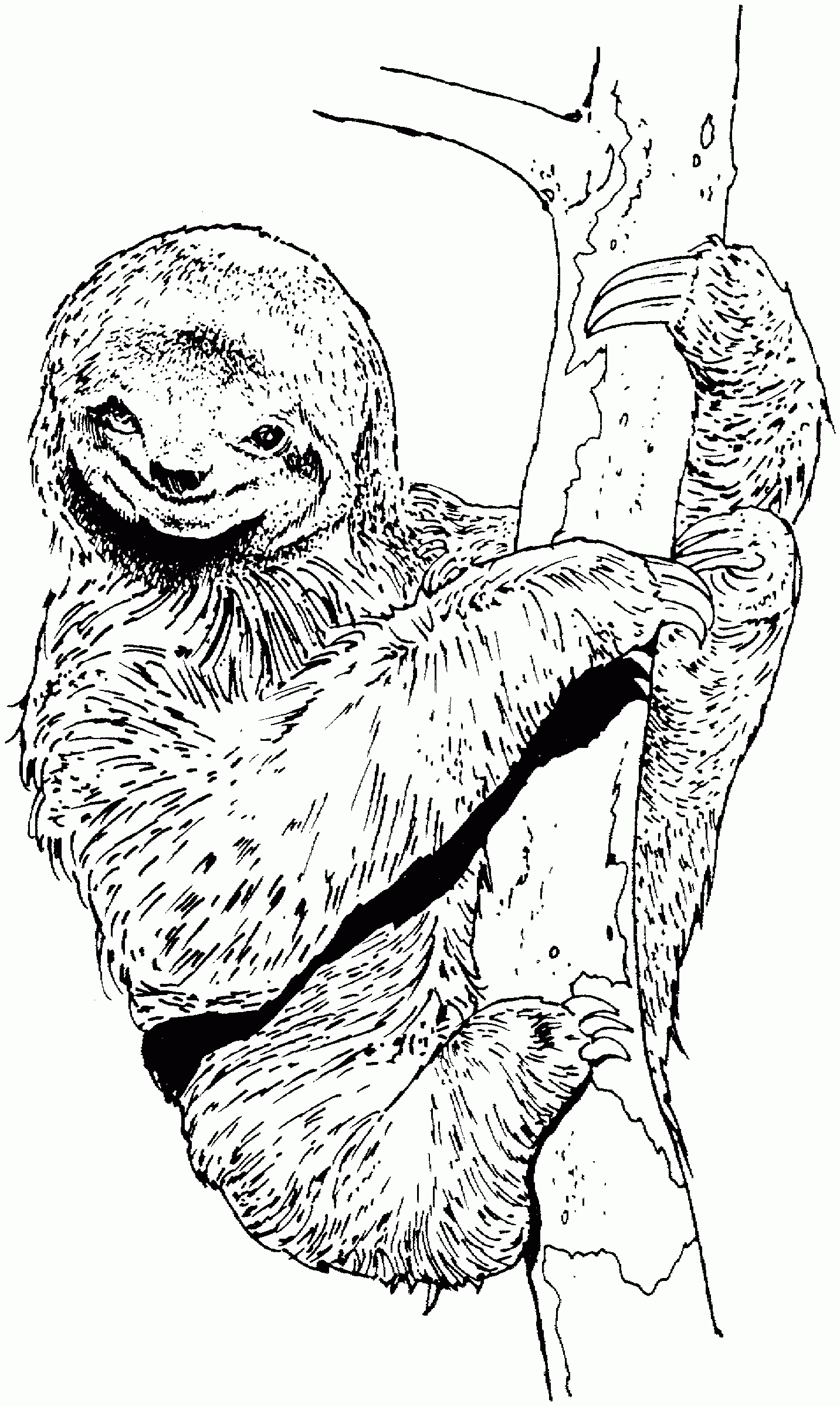 Sloth Coloring Pages Best Coloring Pages For Kids