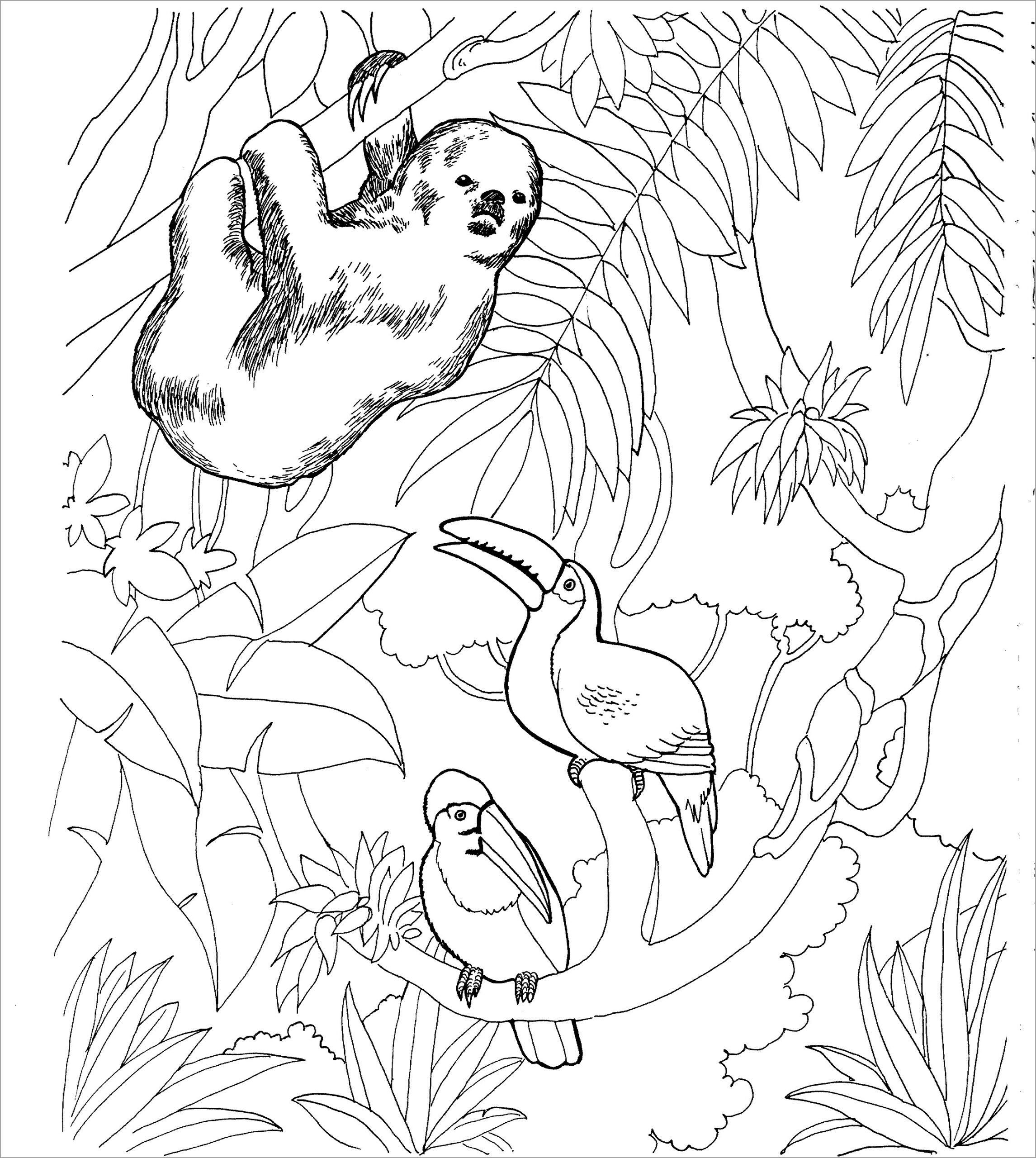Sloths Coloring Pages