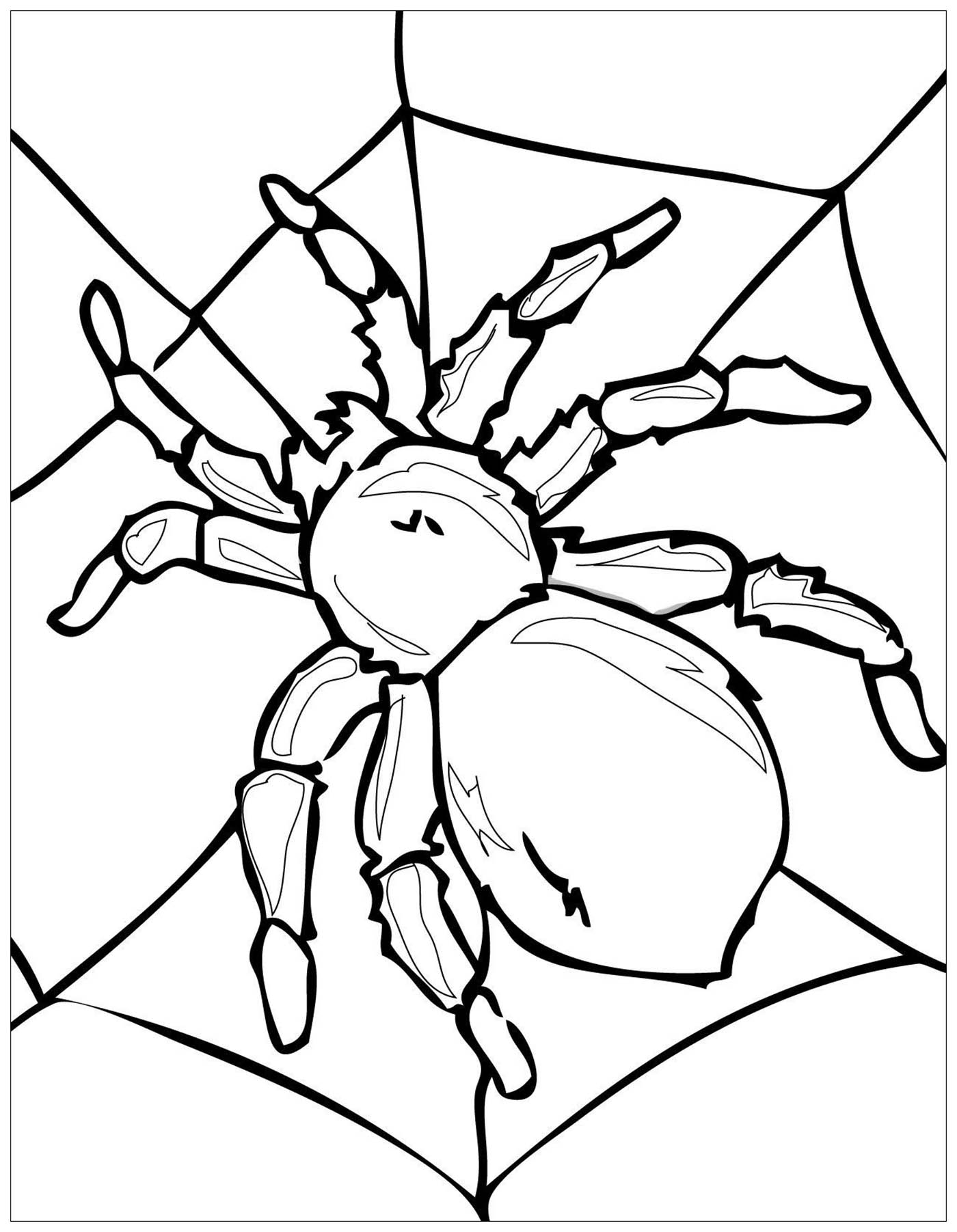 Spider Insects Coloring Pages For Kids