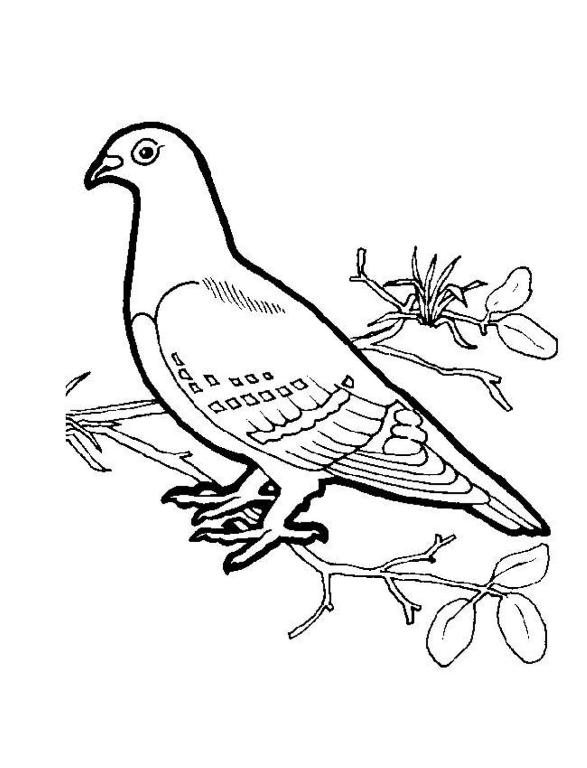 Dove Coloring Page