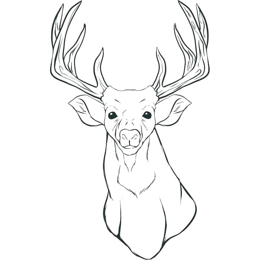 Coloring Pages Of Deer