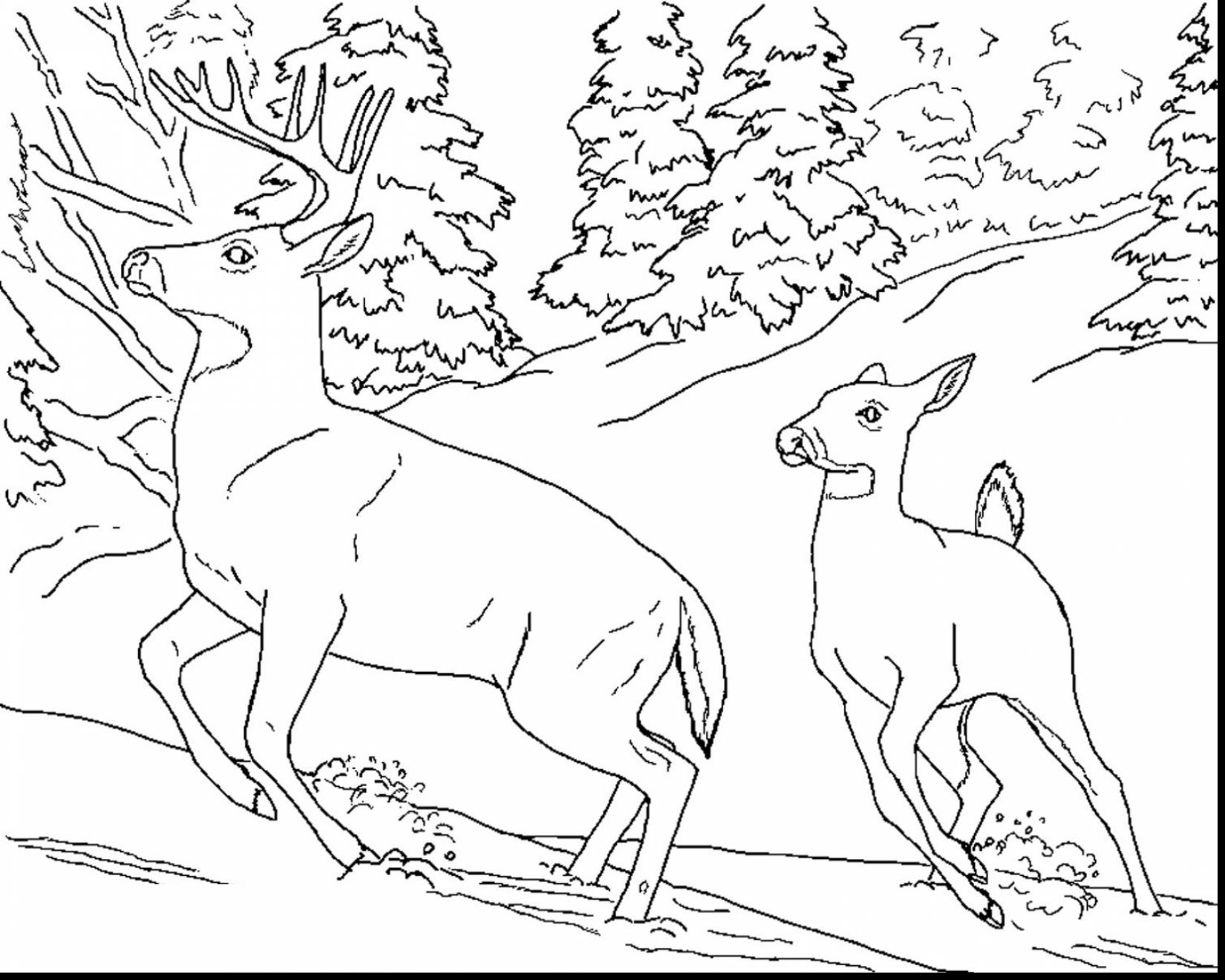 Winter Animals Coloring Pages At GetColorings Free Printable Colorings Pages To Print And
