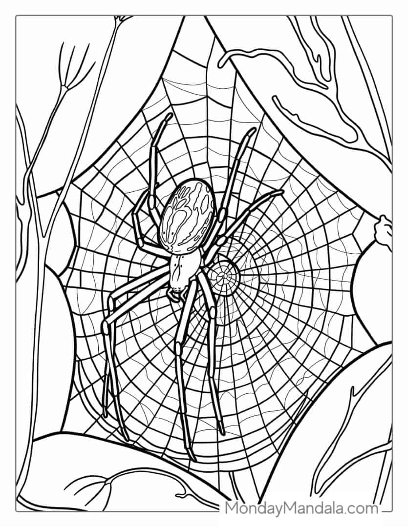 28 Spider Coloring Pages Free PDF Printables