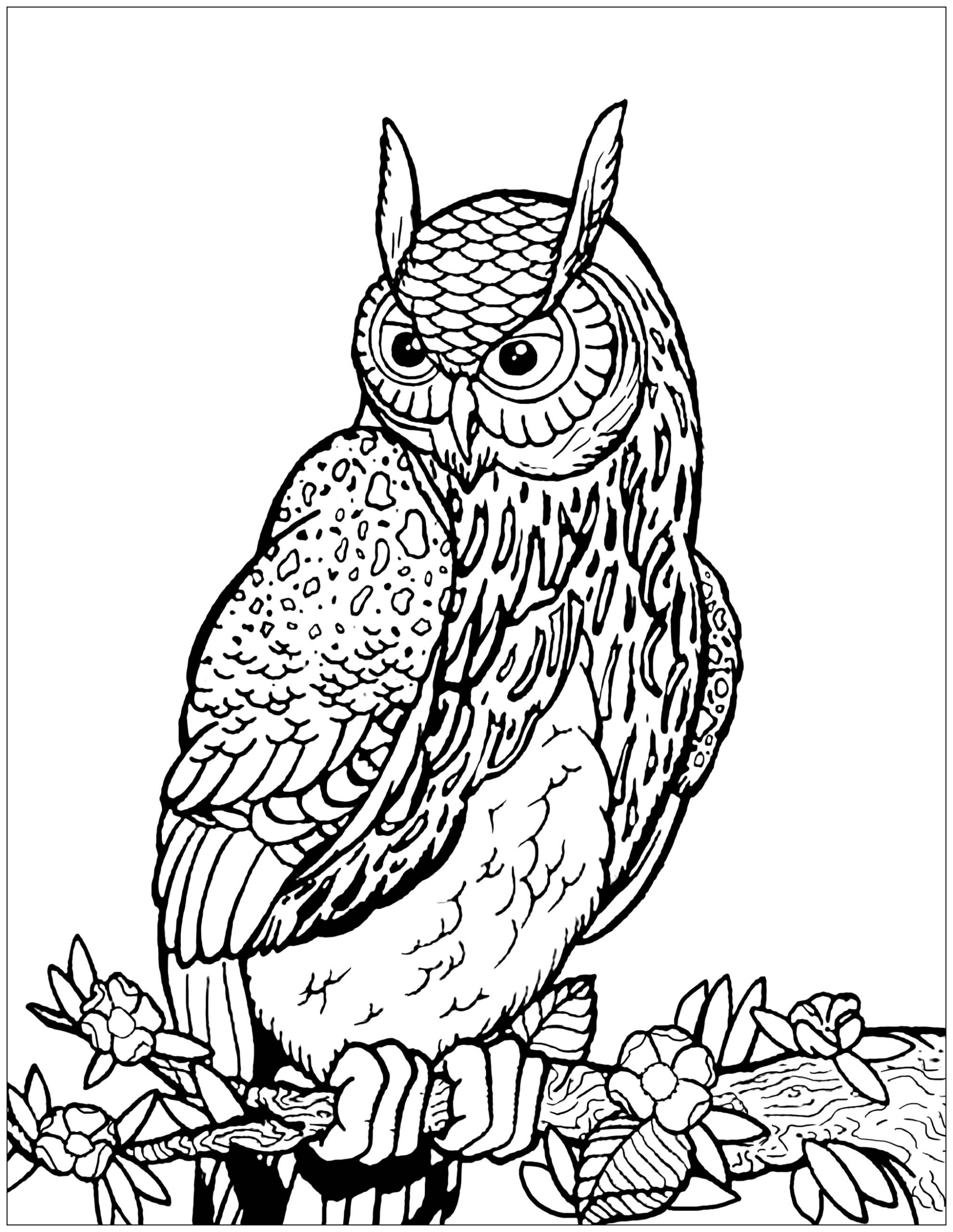 35 Great Horned Owl Coloring Pages Zsksydny Coloring Pages