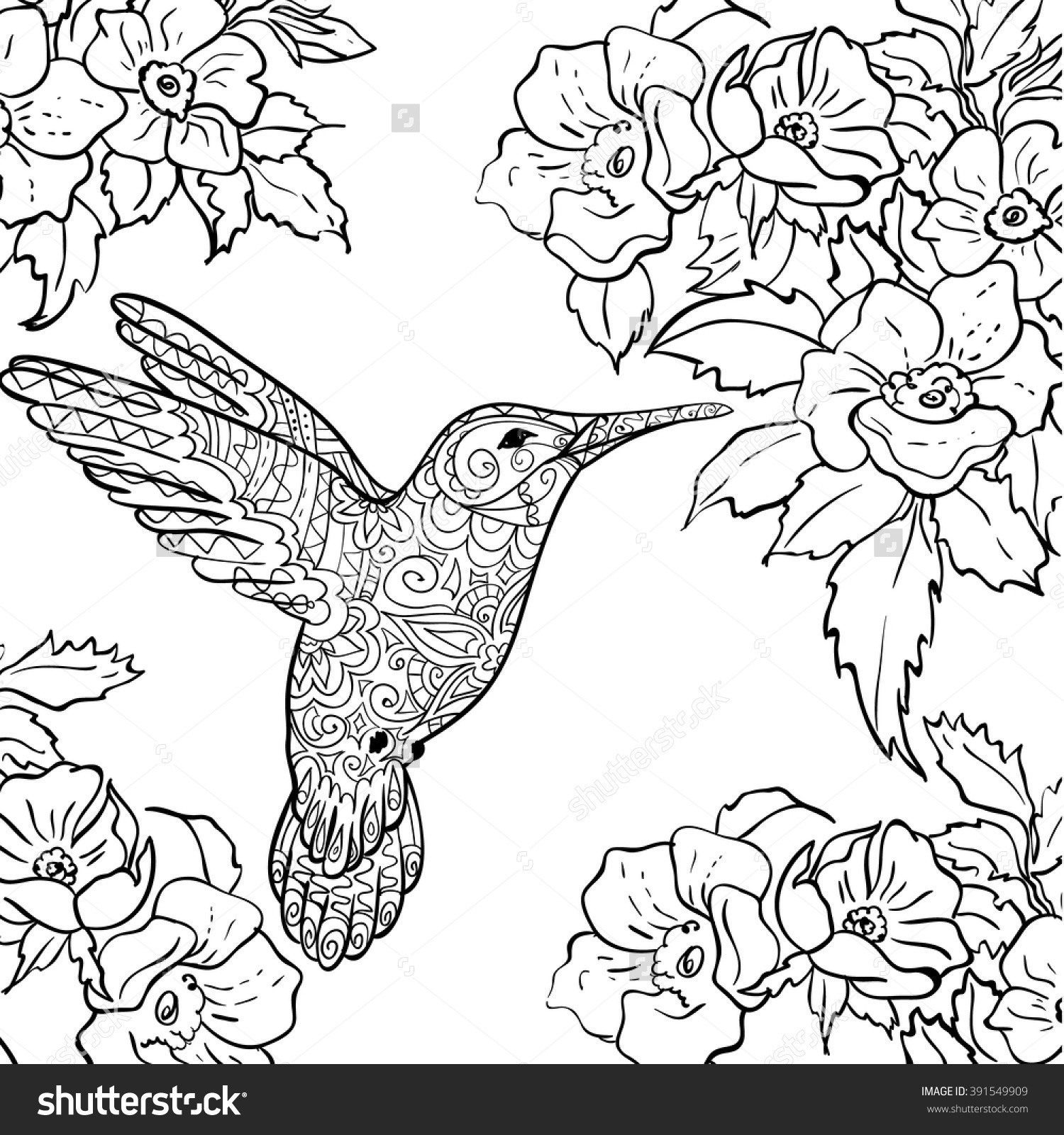Adult Hummingbird Coloring Pages Printable Sketch Coloring Page