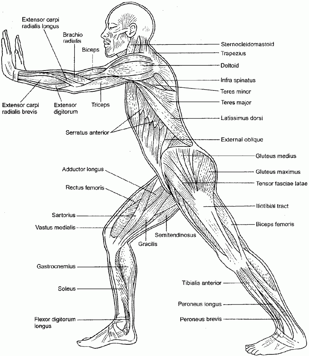 Anatomy Coloring Pages For Adults Coloring Pages