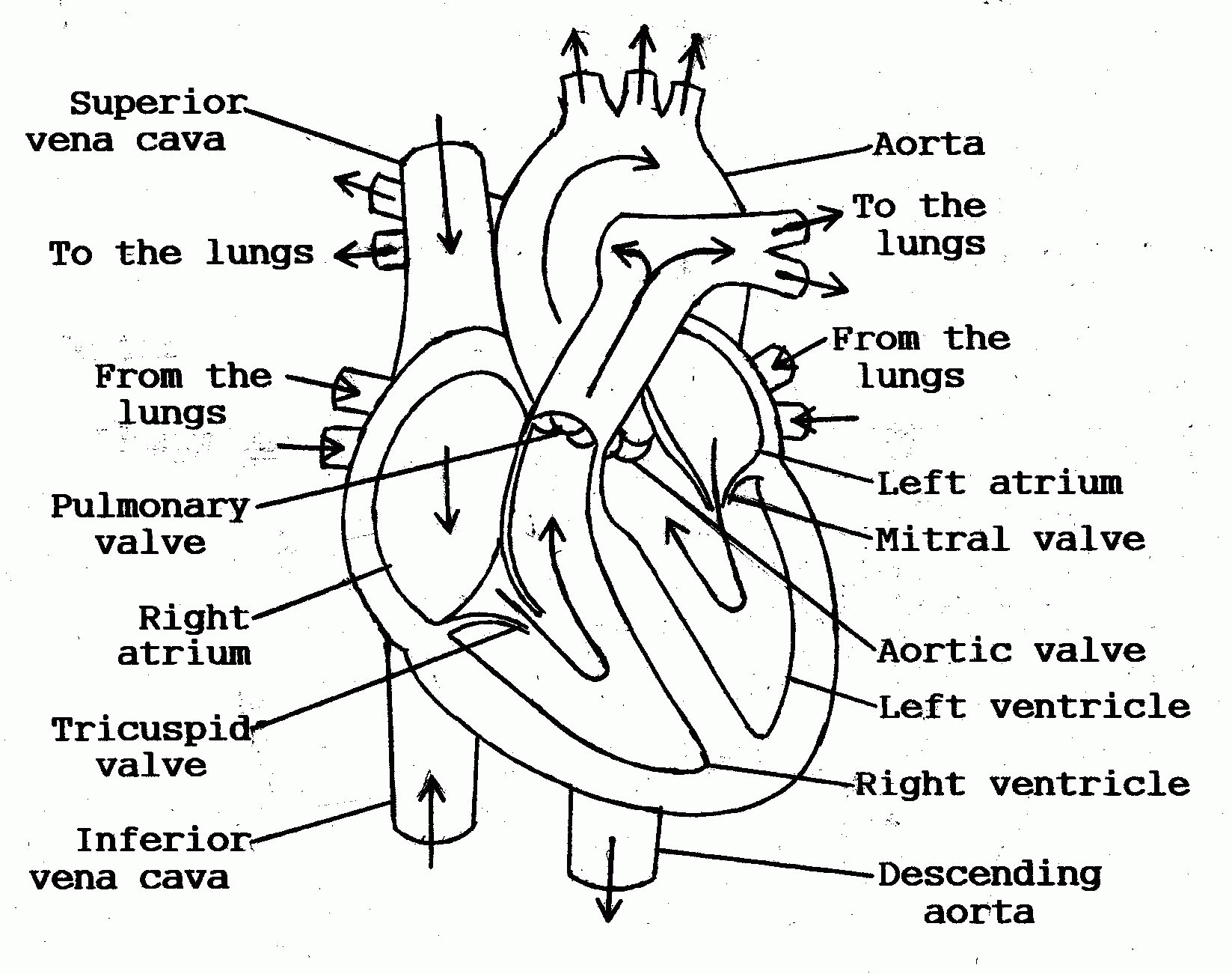 Anatomy Coloring Pages Heart Coloring Home