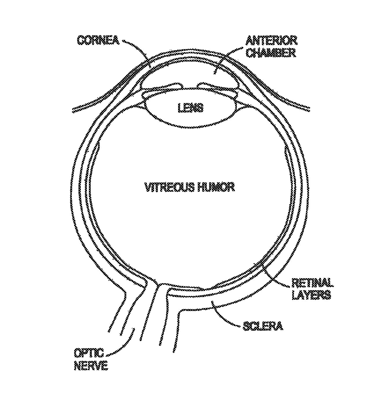 Anatomy Of The Eye Coloring Coloring Pages