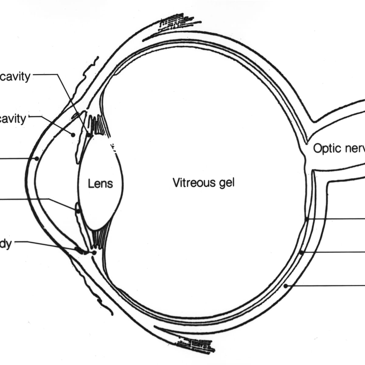Anatomy Of The Eye Coloring Pages