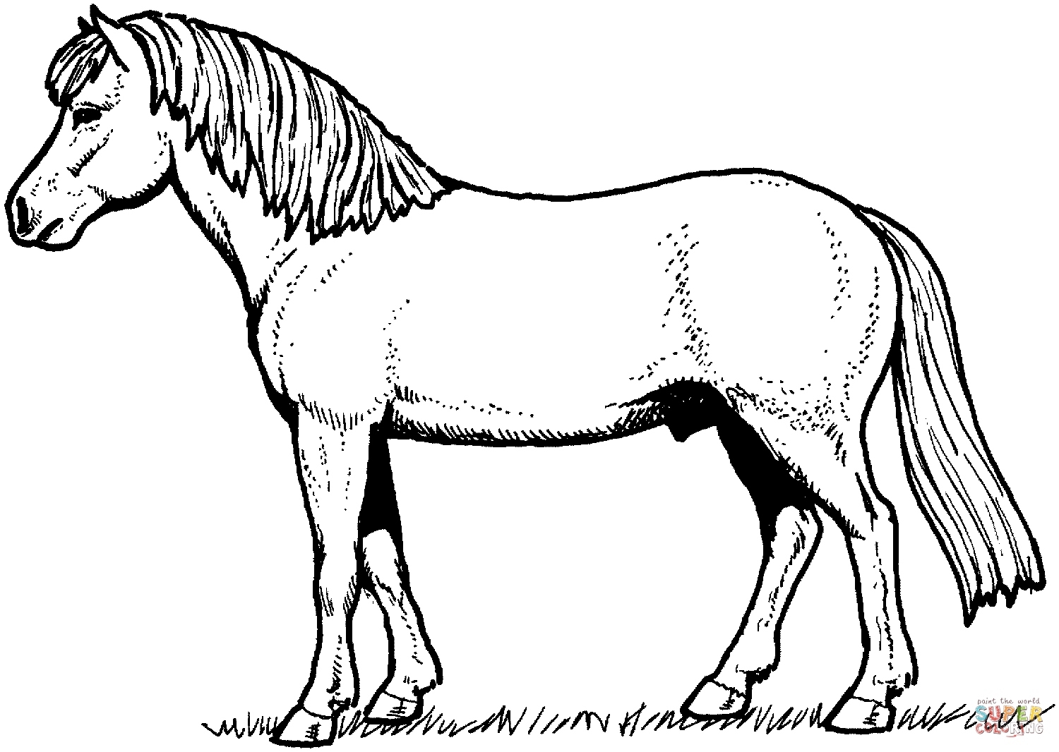 Appaloosa Horse Coloring Pages At GetColorings Free Printable Colorings Pages To Print And