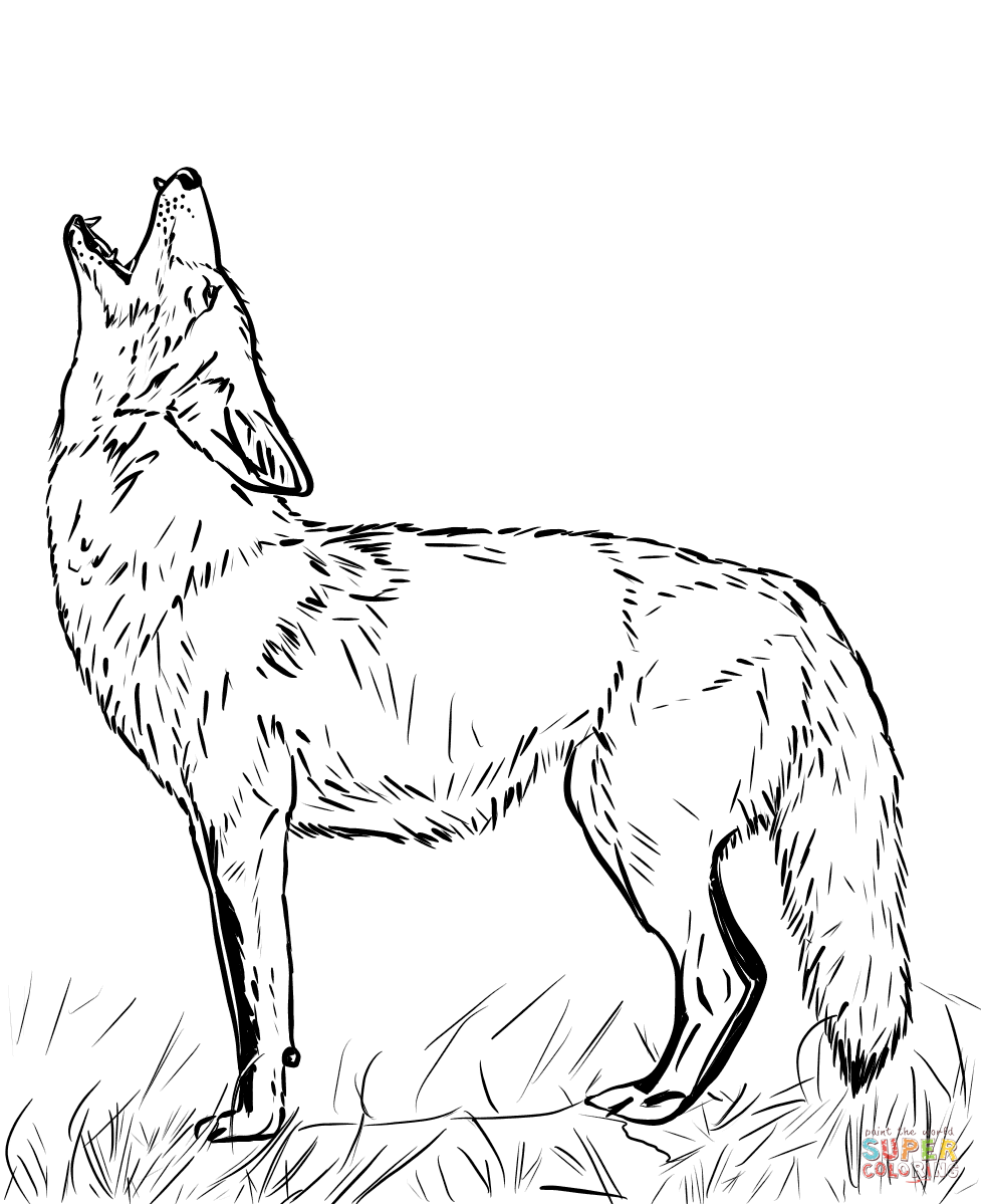 Baby Coyote Coloring Pages Kidsworksheetfun