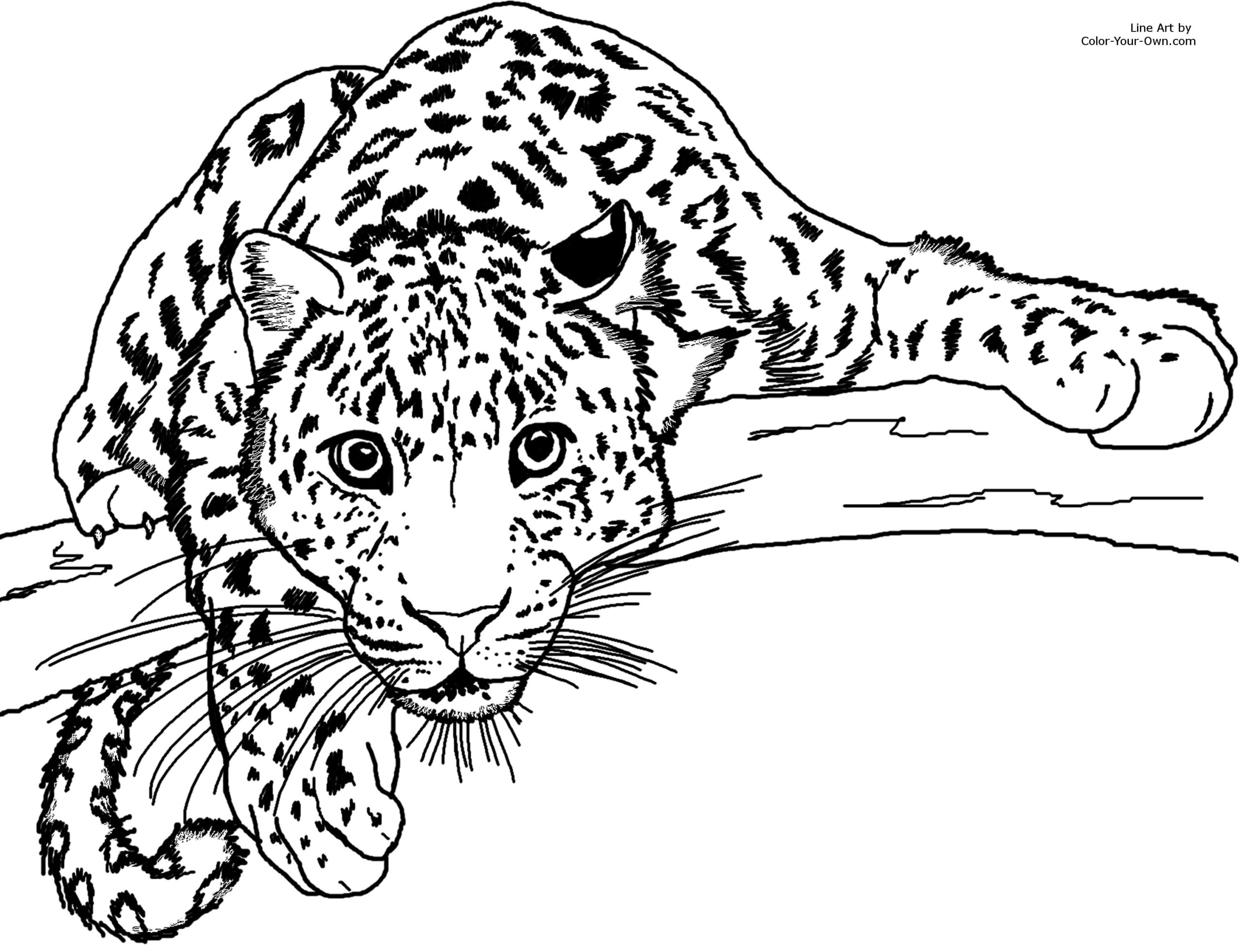 Baby Snow Leopard Coloring Pages At GetColorings Free Printable Colorings Pages To Print