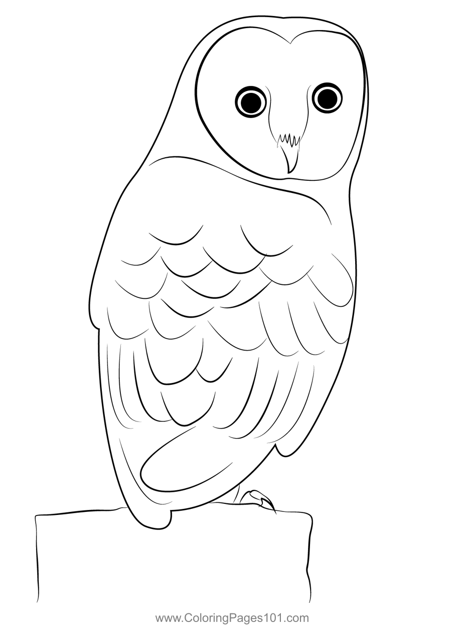 Barn Owl Bird Coloring Page For Kids Free Owls Printable Coloring Pages Online For Kids