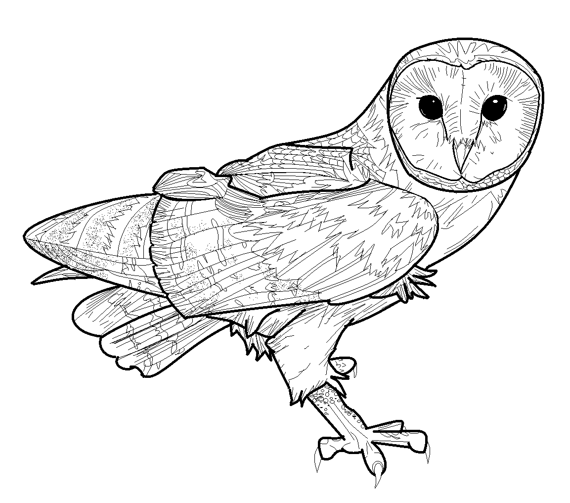 Barn Owl Coloring Pages Coloring Pages Pictures IMAGIXS Owl Coloring Pages Bird