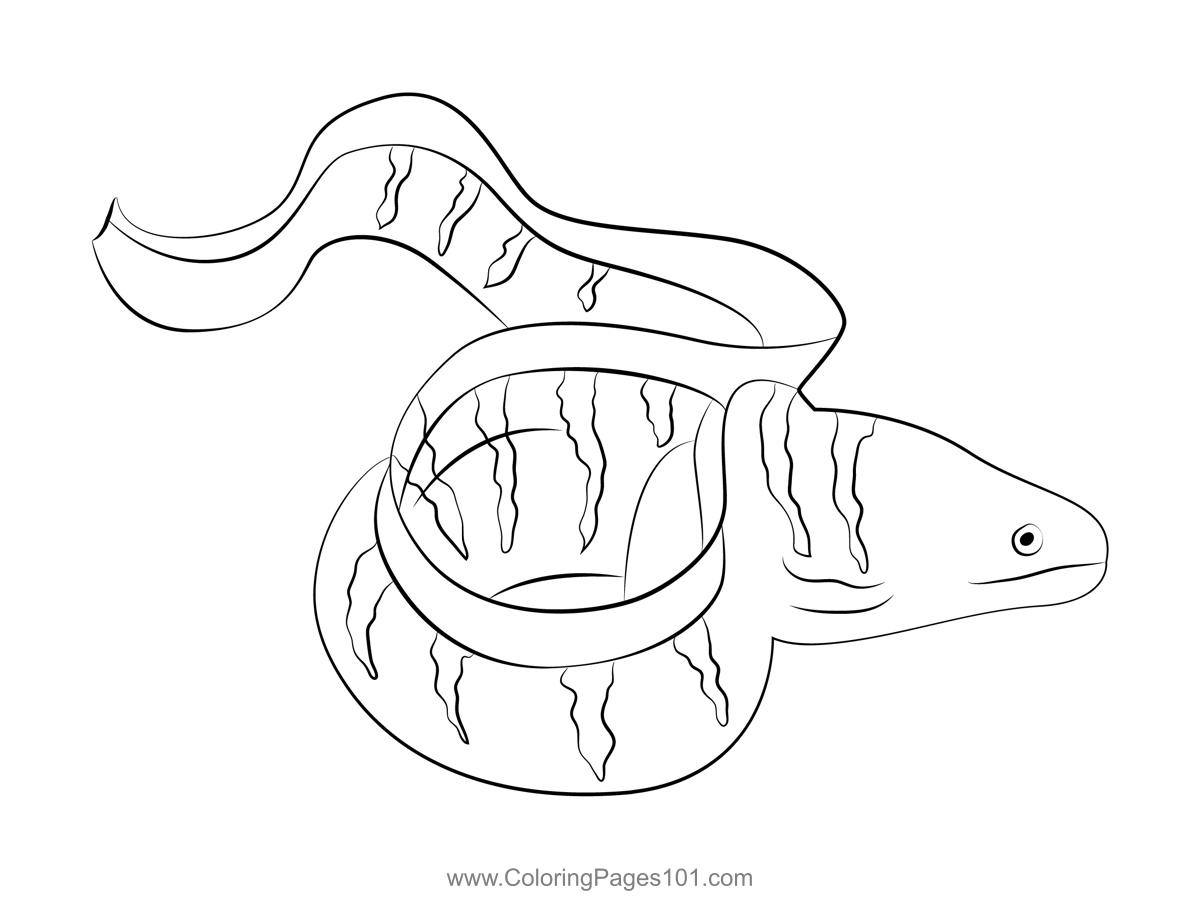 Barred Moray Eel Coloring Page For Kids Free Eels Printable Coloring Pages Online For Kids