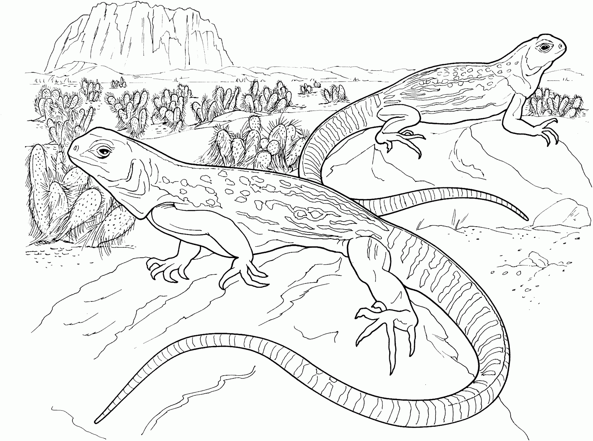Bearded Dragon Coloring Pages Best Coloring Pages For Kids