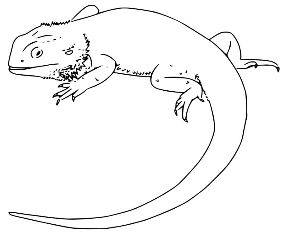 Bearded Dragon Coloring Pages Free Printable Coloring Pages For Kids