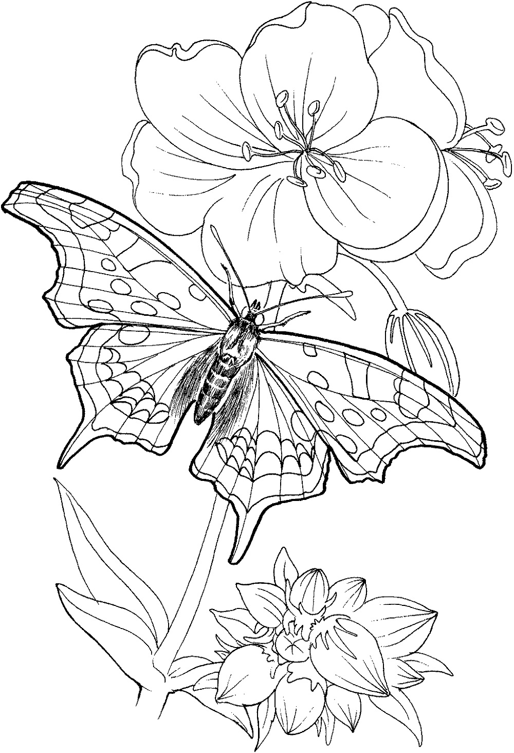 Beautiful Butterfly Coloring Pages 101 Coloring