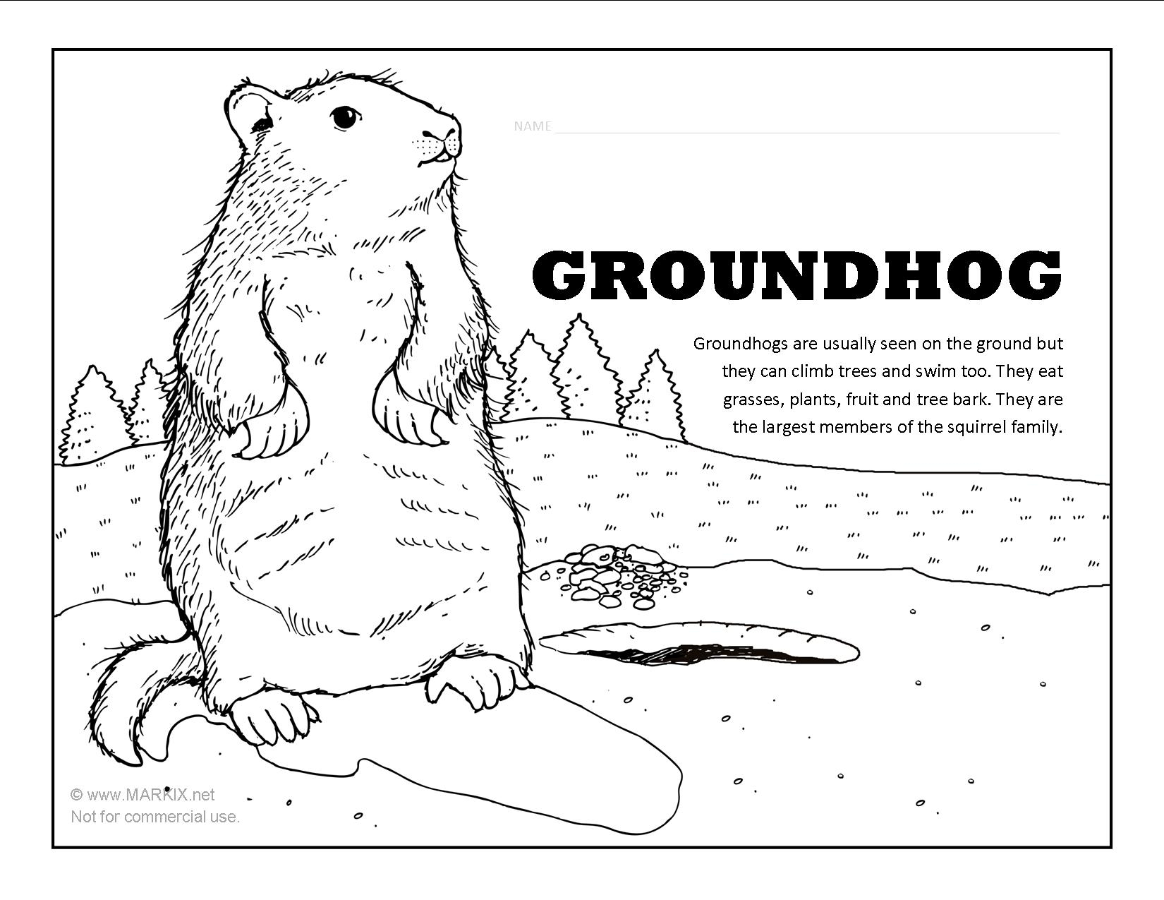 Free Groundhog Coloring Page