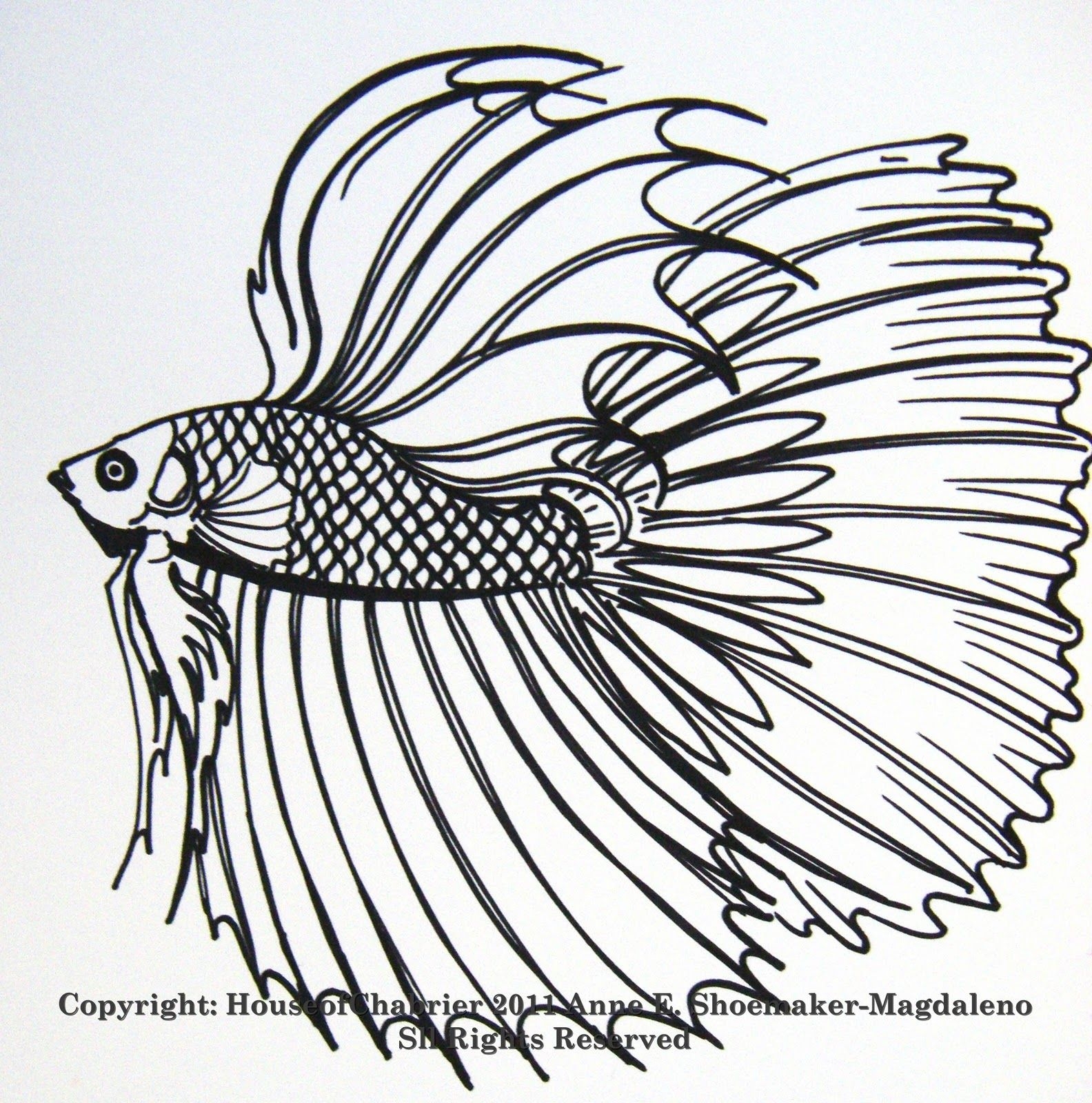 Betta Coloring Page At GetColorings Free Printable Colorings Pages To Print And Color