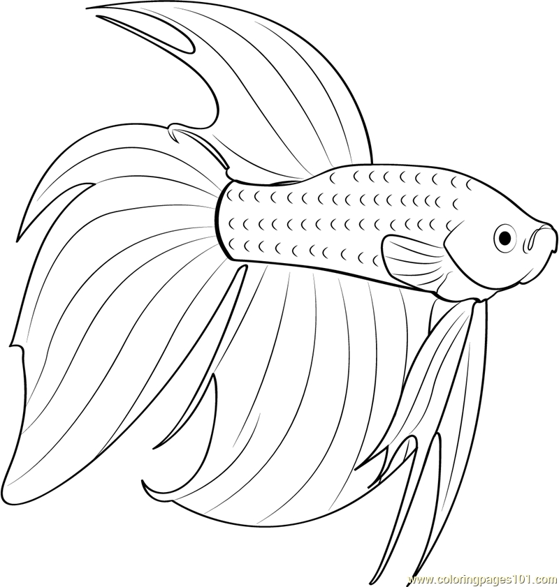 Betta Coloring Page At GetColorings Free Printable Colorings Pages To Print And Color