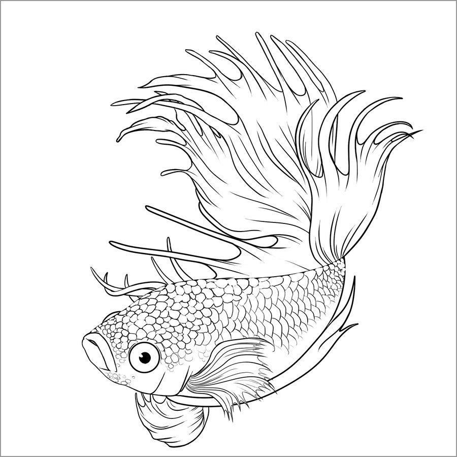 Betta Fish Coloring Pages ColoringBay
